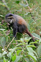 Golden Monkey {Cercopithecus mitis kandti} adult amongst vegetation, Parc National des Volcans, Rwanda.