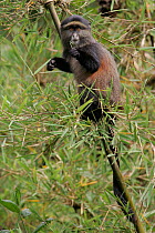 Golden Monkey {Cercopithecus mitis kandti} adult in bamboo, Parc National des Volcans, Rwanda
