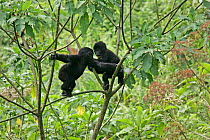 Mountain Gorilla {Gorilla gorilla berengei} two juveniles playing tag in a tree, Uganda.