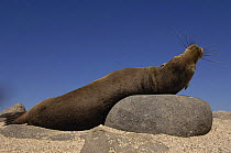 Galapagos sealion (Zalophus californianus wollebaeki) sunning on rock, Isabela Is, Galapagos