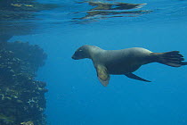 Galapagos sealion (Zalophus californianus wollebaeki) swimming underwater, Isabela Is, Galapagos