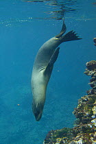 Galapagos sealion (Zalophus californianus wollebaeki) swimming / diving underwater, Isabela Is, Galapagos