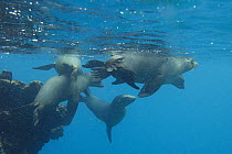 Galapagos sealions (Zalophus californianus wollebaeki) swimming underwater, Isabela Is, Galapagos