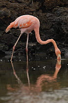 Greater / Caribbean Flamingo (Phoenicopterus ruber) feeding in brackish water, Cerro Dragon, Santa Cruz Is, Galapagos