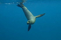Galapagos sealion (Zalophus californianus wollebaeki) swimming underwater, Isabela Is, Galapagos