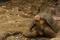 Lonesome George - the Giant Galapagos tortoise (Geochelone elephantopus abingdoni) from Pinta Is, captive, Charles Darwin Research Staion, Santa Cruz, Galapagos