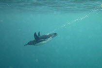 Galapagos penguin (Spheniscus mendiculus) swimming underwater, Isabela Is, Galapagos