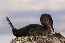 Flightless cormorant (Phalacrocorax / Nannopterum harrisi) sitting on nest. Fernandina Is, Galapagos