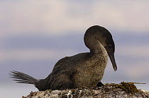 Flightless cormorant (Phalacrocorax / Nannopterum harrisi) on nest. Fernandina Is, Galapagos