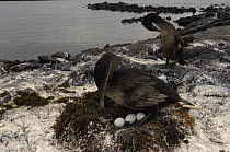 Flightless cormorant (Phalacrocorax / Nannopterum harrisi) on nest with eggs. Fernandina Is, Galapagos