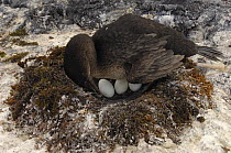 Flightless cormorant (Phalacrocorax / Nannopterum harrisi) on nest with eggs. Fernandina Is, Galapagos