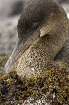 Flightless cormorant (Phalacrocorax / Nannopterum harrisi) portrait on nest, Fernandina Is, Galapagos