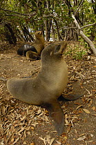 Galapagos sealions (Zalophus californianus wollebaeki) Isabela Is, Galapagos