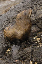 Galapagos fur seal (Arctocephalus galapagoensis) Santiago Is, Galapagos