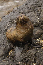 Galapagos fur seal (Arctocephalus galapagoensis) Santiago Is, Galapagos