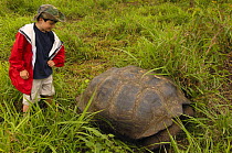 Tourist and Galapagos Giant Tortoise {Geochelone elephantophus porteri} Highlands of Santa Cruz Is, Galapagos  2006