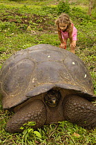 Child looking at Galapagos Giant Tortoise {Geochelone elephantophus porteri} Highlands of Santa Cruz Is, Galapagos  2006