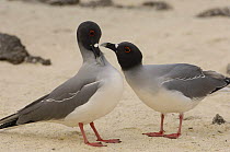 Swallow-tailed gulls (Larus / Creagrus furcatus) mutual preening. Española / Hood Is, Galapagos