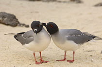 Swallow-tailed gulls (Larus / Creagrus furcatus) mutual preening. Española / Hood Is, Galapagos