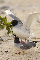 Swallow-tailed gulls (Larus / Creagrus furcatus) mating, Española / Hood Is, Galapagos .