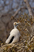 Magnificent frigate bird chick (Fregata magnificens) Seymour Is, Galapagos
