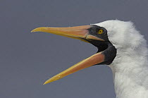 Nazca booby / Masked booby calling, beak open {Sula dactylatra granti} Tower / Genovesa Is, Galapagos.