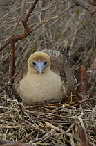 Red-footed booby (Sula sula websteri) on nest in trees, Tower / Genovesa Is, Galapagos