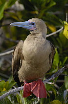 Red-footed booby (Sula sula websteri) showing prehensile webbed  feet, Tower / Genovesa Is, Galapagos