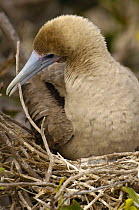 Red-footed booby (Sula sula websteri) building nest in trees, Tower / Genovesa Is, Galapagos