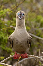 Red-footed booby (Sula sula websteri) calling, perched in tree, Tower / Genovesa Is, Galapagos