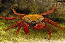 Sally lightfoot crab (Grapsus grapsus) Cerro Dragon / Dragon Hill, Isabela Is, Galapagos