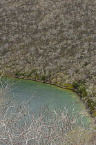 Aerial view of Palo santo trees (Bursera galapageia) growing in the arid zone of Tagus Cove, Isabela Island around the circular crater of Darwin's Lake, Galapagos
