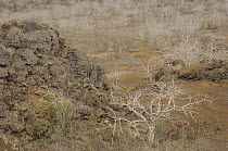 Palo santo trees (Bursera galapageia) and cinder cone in the arid zone of Tagus Cove, Isabela Island, Galapagos