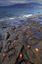 Sally lightfoot crabs (Grapsus grapsus) feeding on the wave-swept lava of Fernandina Is, Galapagos .