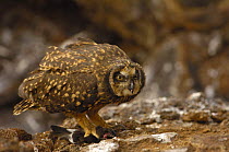 Short-eared owl (Asio flammeus galapagoensis) with Storm petrel prey. Tower / Genovesa Is, Galapagos