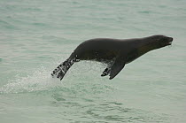 Galapagos sealion (Zalophus californianus wollebaeki) leaping out of water, Isabela Is, Galapagos