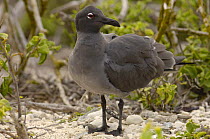 Lava / Dusky gull {Leucophaeus fuliginosus} Isabela Is, Galapagos, endemic, rarest gull in the world