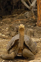 'Lonesome George'  the Giant Galapagos tortoise (Geochelone elephantopus abingdoni) from Pinta Is, captive, Charles Darwin Research Staion, Santa Cruz, Galapagos