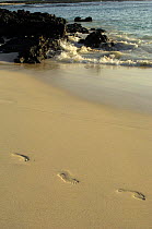 Human footprints in the sand. Cerro Brujo, San Cristóbal Island. GALAPAGOS