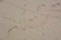 Human footprints crossing bird tracks in the sand. Santa Cruz Is, GALAPAGOS