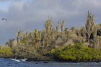 Candelabra cactus (Jasminocerus thouarsii) growing on Lava, Santa Cruz Is, Galapagos  2006