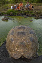 Tourists watching Galapagos Giant Tortoise(Geochelone elephantophus porteri) wallowing in rain water pool, Highlands, Santa Cruz Is, Galapagos 2006