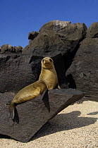 Galapagos sealion (Zalophus californianus wollebaeki) sunning on rock, Cerro Brujo, San Cristobal Is, Galapagos