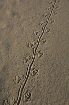 Marine iguana (Amblyrhyncus cristatus) tracks in the sand. Cerro Brujo, San Cristobal Island. GALAPAGOS