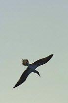 Silhouette of Blue-footed Booby (Sula nebouxii excisa) flying, San Cristobal Island, Galapagos