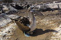 Blue-footed Booby (Sula nebouxii excisa) at nest with eggs, San Cristobal Island, Galapagos