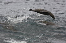 Galapagos sealion (Zalophus californianus wollebaeki) surfing / porpoising, Española / Hood Is, Galapagos