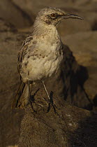 Hood Island mockingbird {Nesomimus trifasciatus macdonald} Hood / Española Island, Galapagos