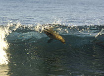 Galapagos sealion (Zalophus californianus wollebaeki) surfing in waves, Española / Hood Is, Galapagos