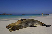 Galapagos sealions (Zalophus californianus wollebaeki) resting on beach, Gardner Bay, Española / Hood Is, Galapagos